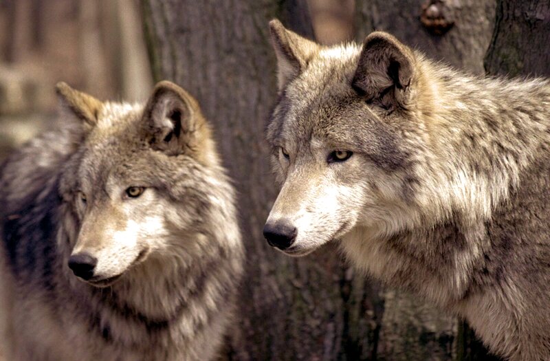 Two Gray Wolves — Alert, Photograph