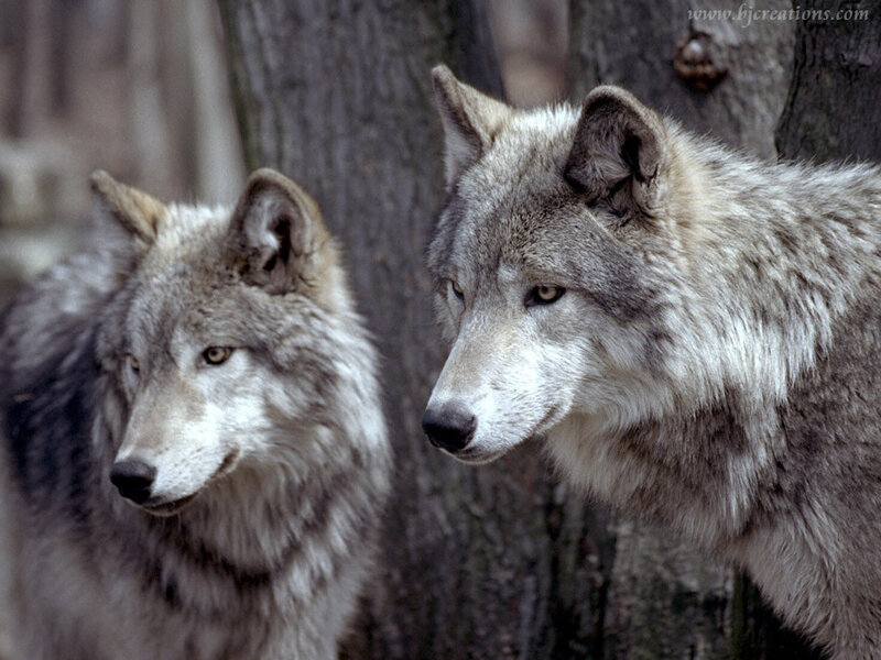Two Gray Wolves — Alert, Photograph, Trees, Forest
