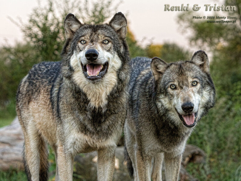 Two Gray Wolves — Alert, Sunset