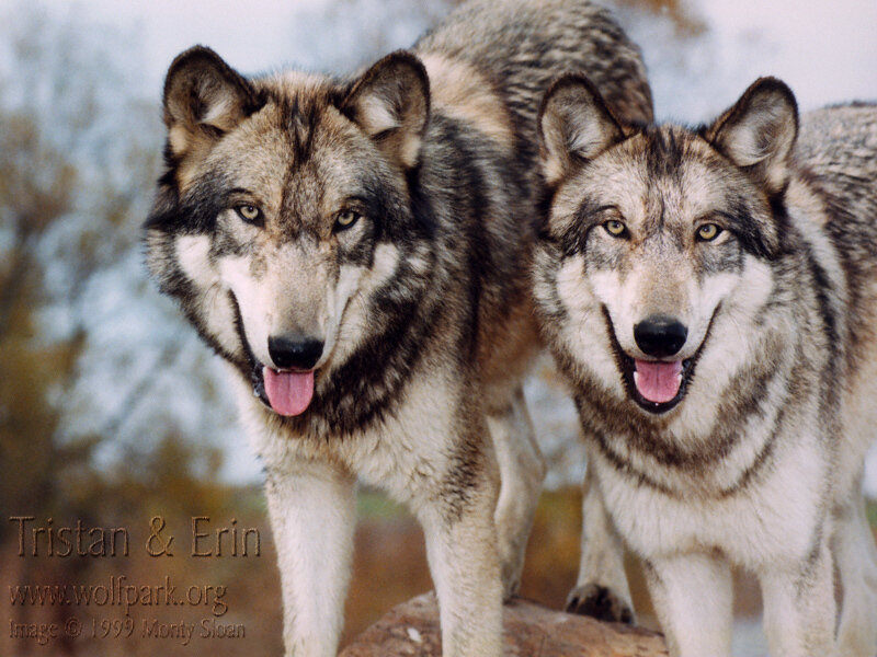 Two Gray Wolves — Alert