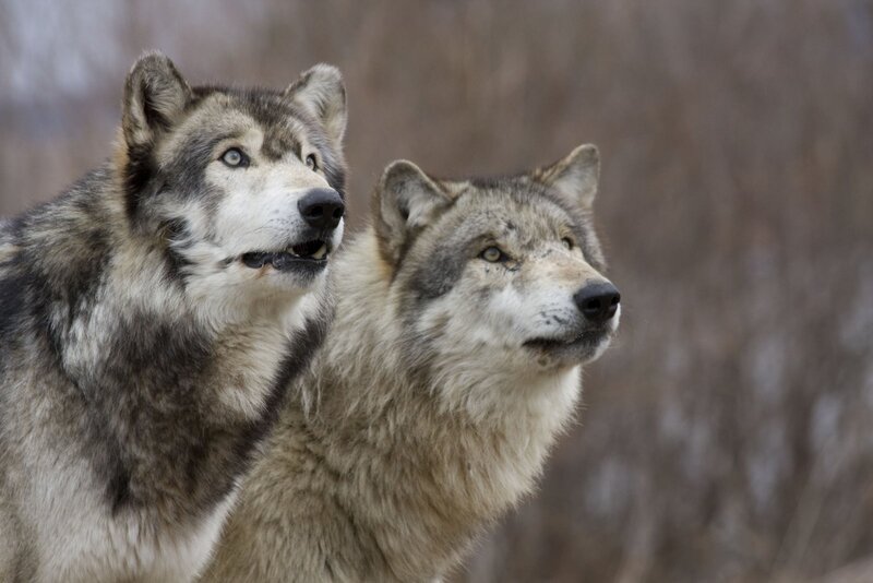 Two Gray Wolves — Alert, Winter, Photograph, Forest