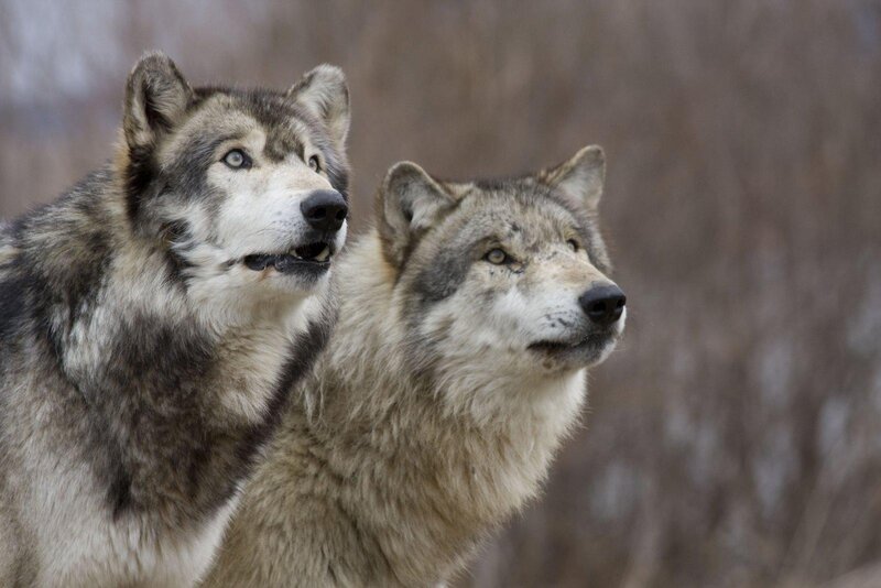 Two Gray Wolves — Alert, Winter, Photograph, Forest, Wildlife