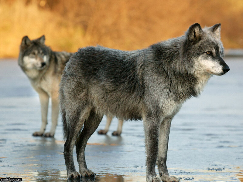 Two Gray Wolves — Alert, Winter, Photograph