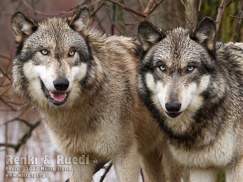 Two Gray Wolves — Alert, Winter