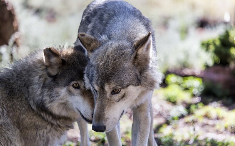 Two Gray Wolves — Calm, Afternoon, Photograph, Forest