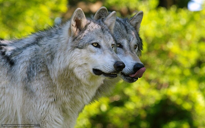 Two Gray Wolves — Calm, Afternoon, Photograph, Green Foliage