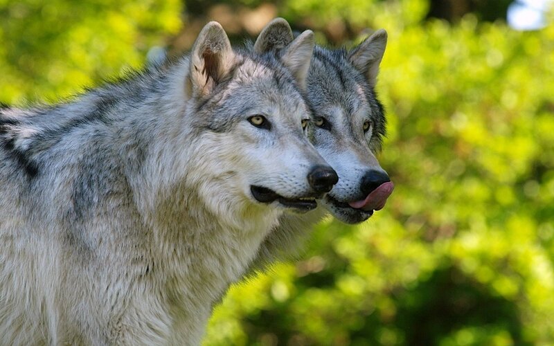 Two Gray Wolves — Calm, Afternoon, Photograph