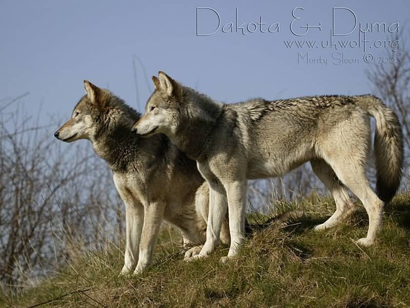 Two Gray Wolves — Calm, Afternoon