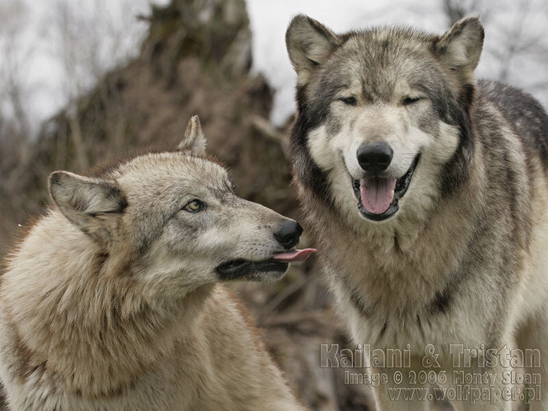 Two Gray Wolves — Calm