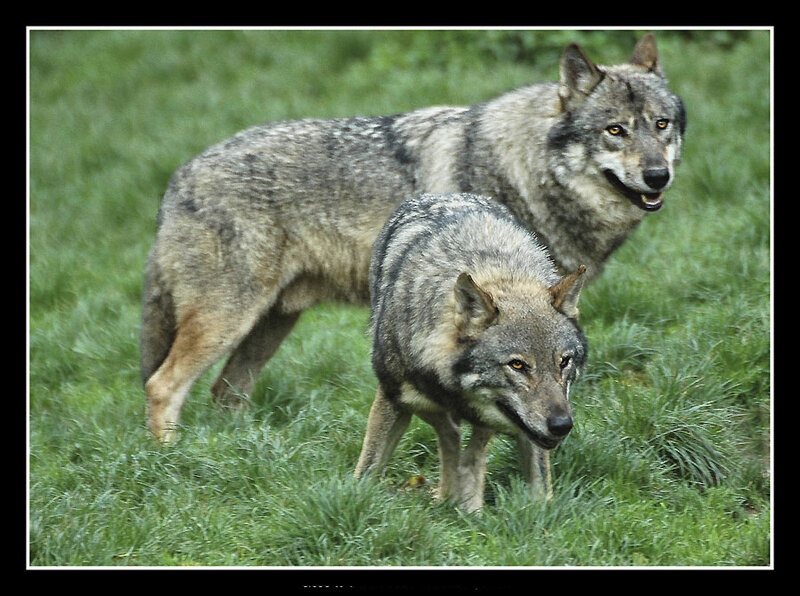 Two Gray Wolves — Green