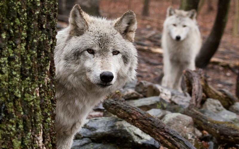 Two Gray Wolves in Forest — Alert, Autumn, Photograph