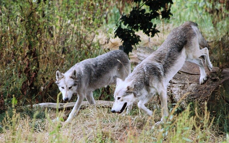 Two Gray Wolves in Forest — Natural