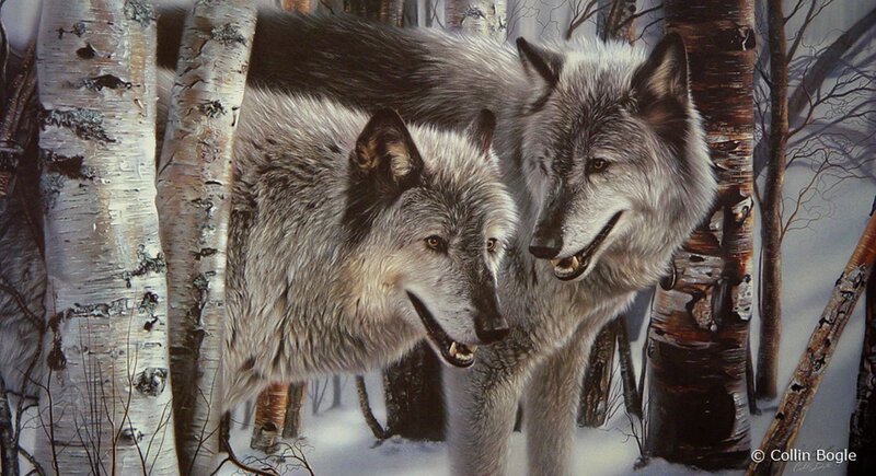 Two Gray Wolves in Forest — Natural, Winter