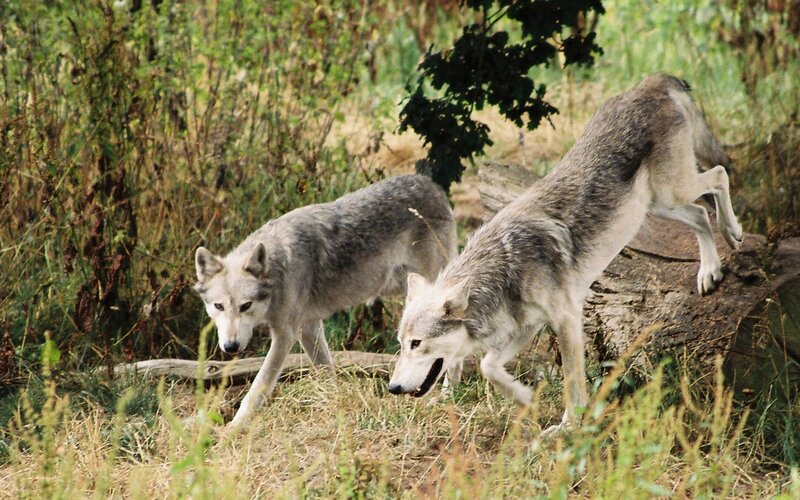 Two Gray Wolves — Natural, Afternoon