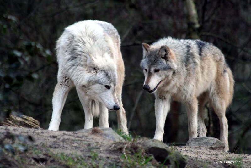 Two Gray Wolves — Natural, Photograph, Forest