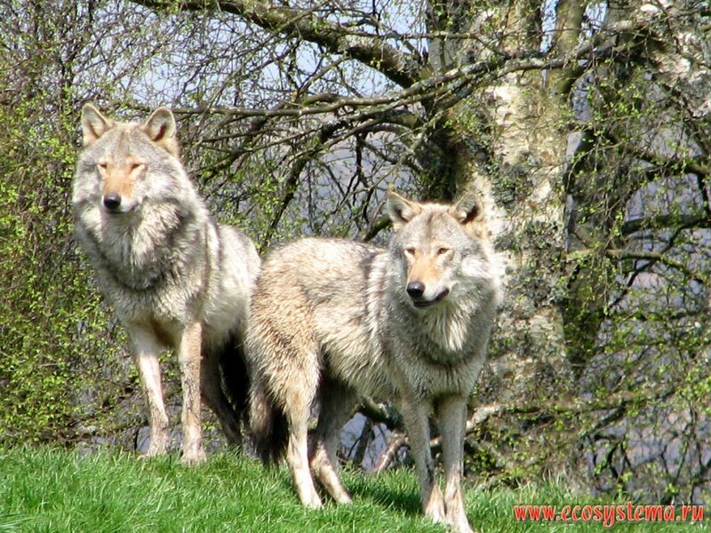 Two Gray Wolves — Natural, Spring