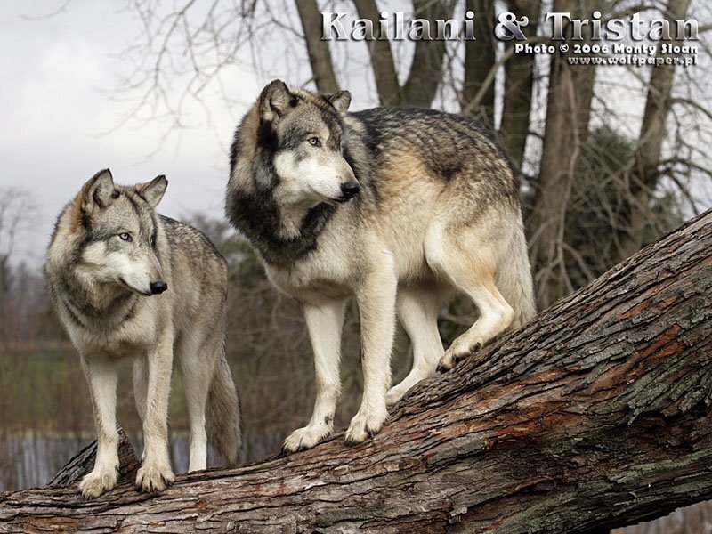 Two Gray Wolves — Natural