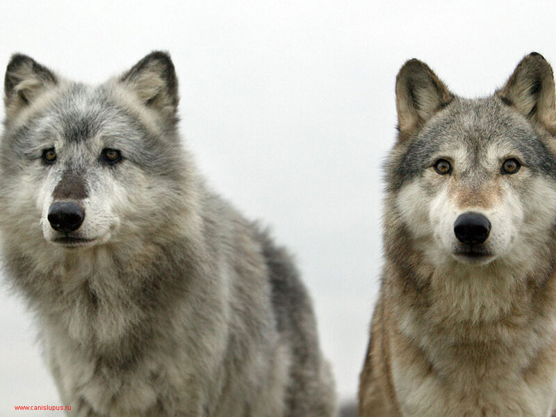 Two Gray Wolves — Neutral