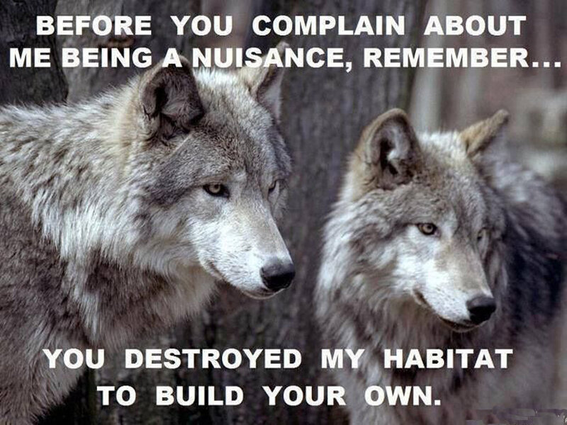 Two Gray Wolves — Serious, Photograph