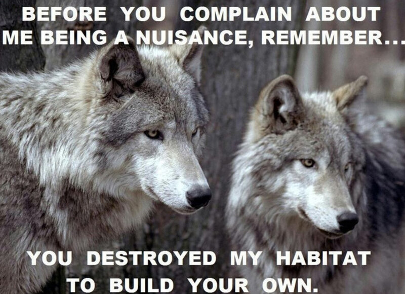 Two Gray Wolves — Serious