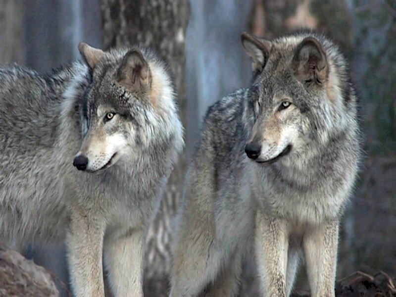 Two Gray Wolves