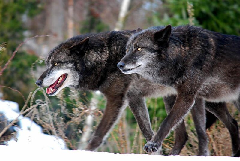 Two Gray Wolves Walking