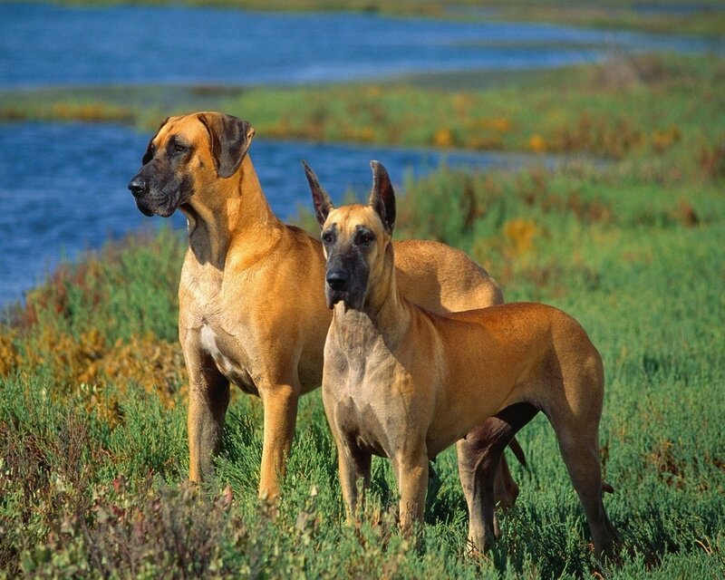 Two Great Danes — Brown, Calm