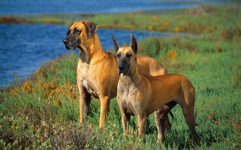 Two Great Danes — Brown