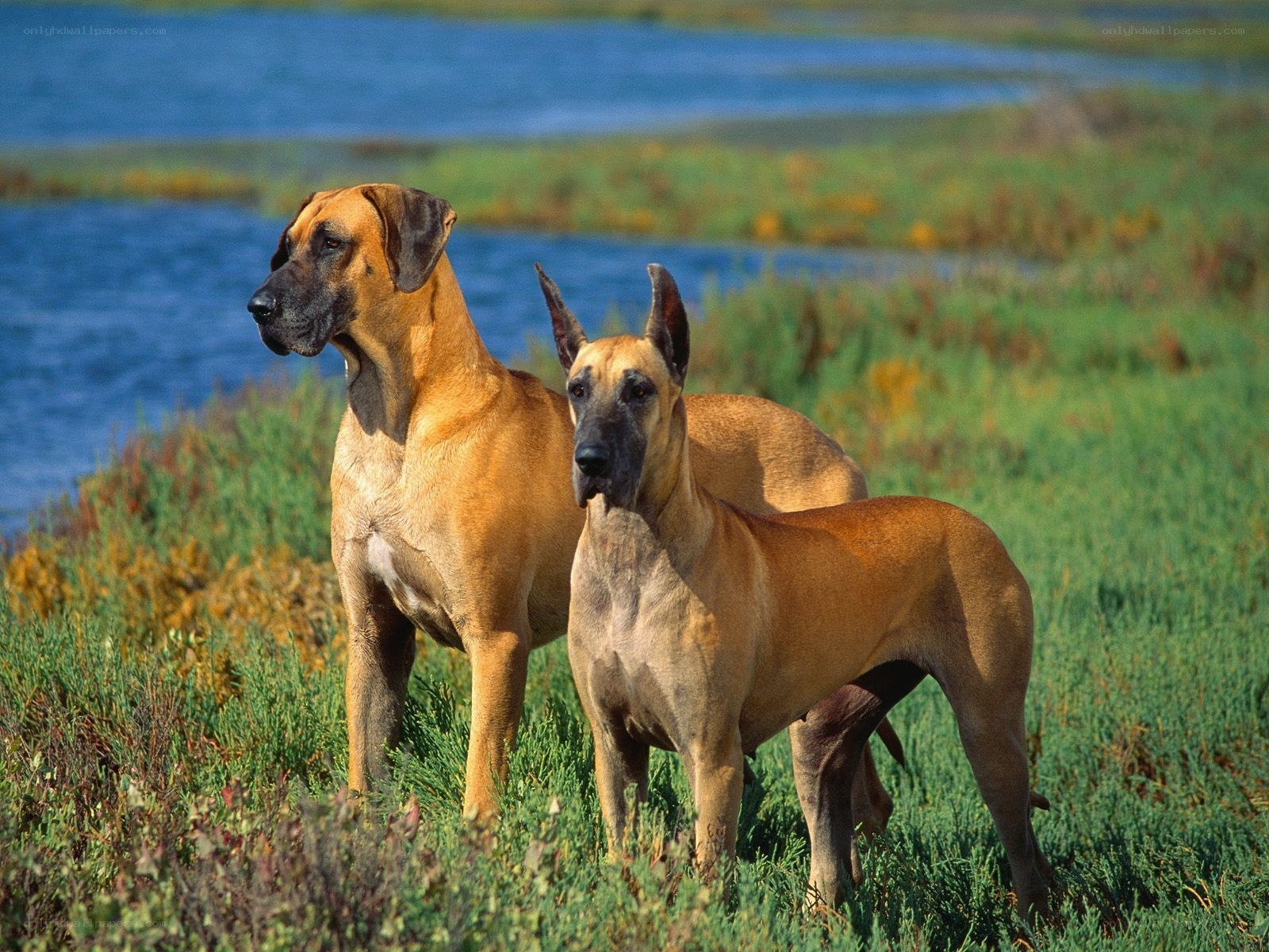 Two Great Danes in a marsh