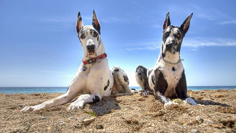 Two Great Danes on Beach — Blue