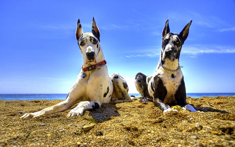 Two Great Danes on Beach