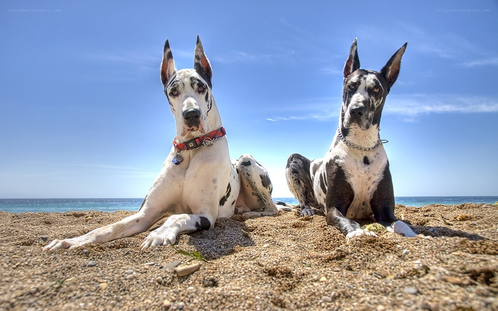 Two Great Danes on the beach