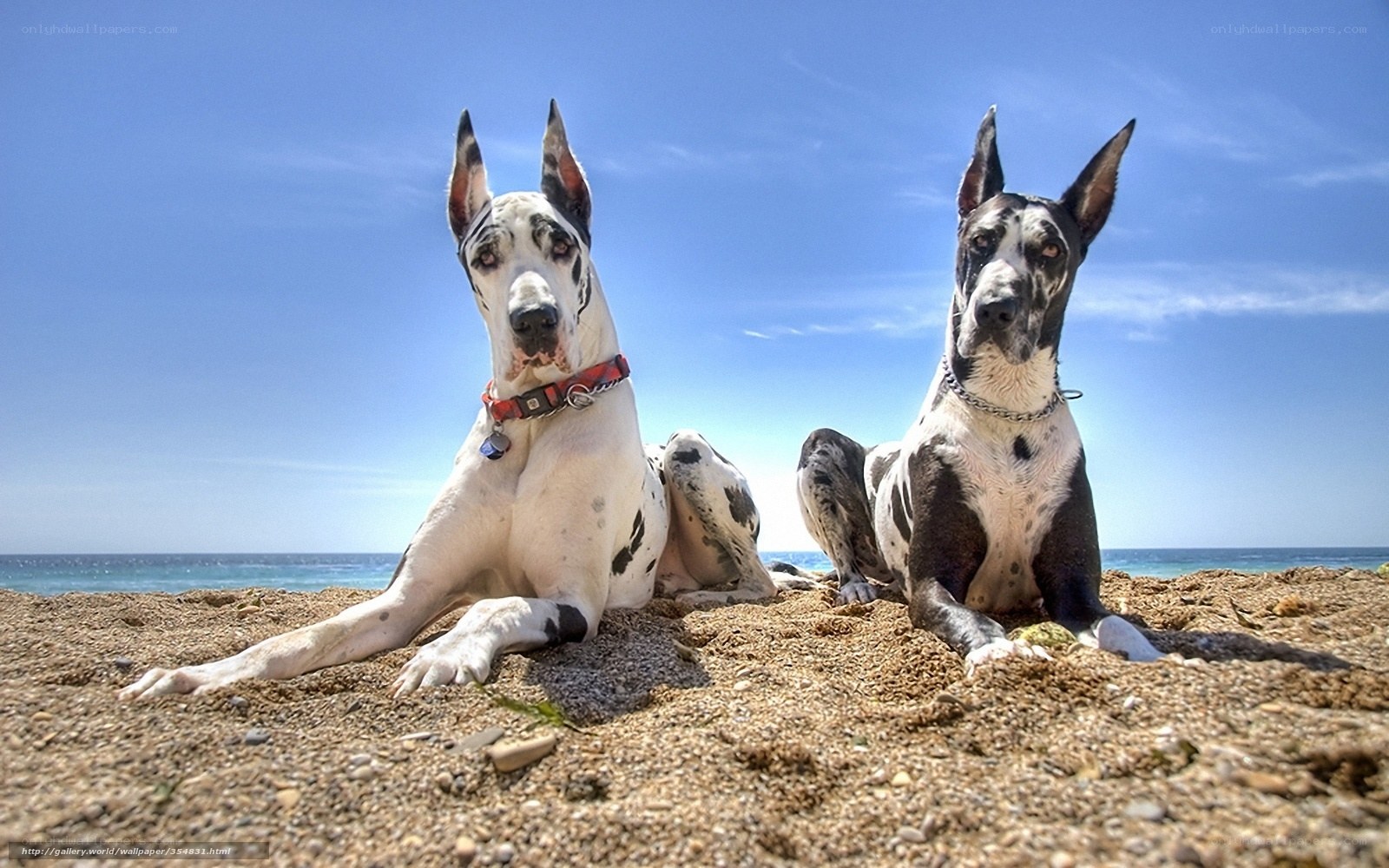 Two Great Danes on the beach