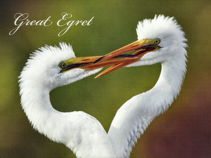Two Great Egrets