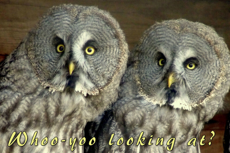 Two Great Grey Owls