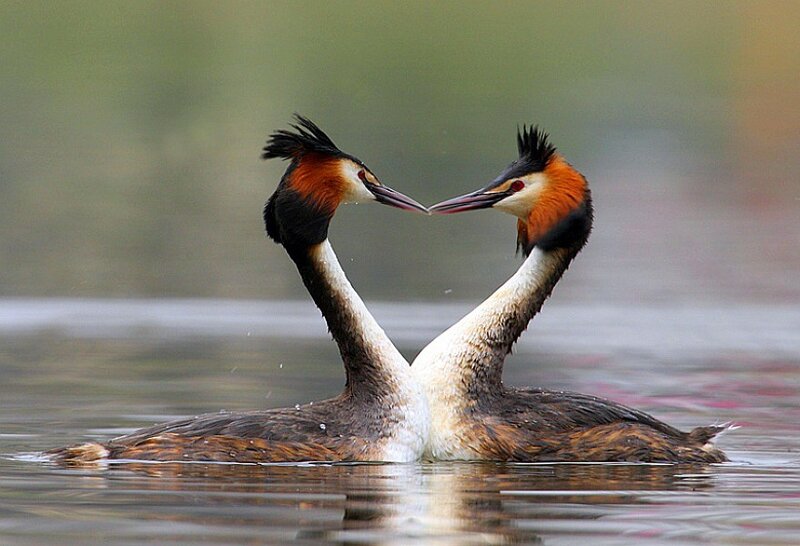 Two grebes forming a heart