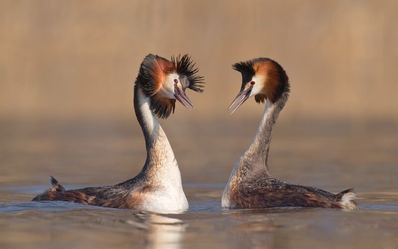 Two Grebes in Water