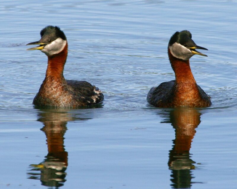 Two grebes on calm water