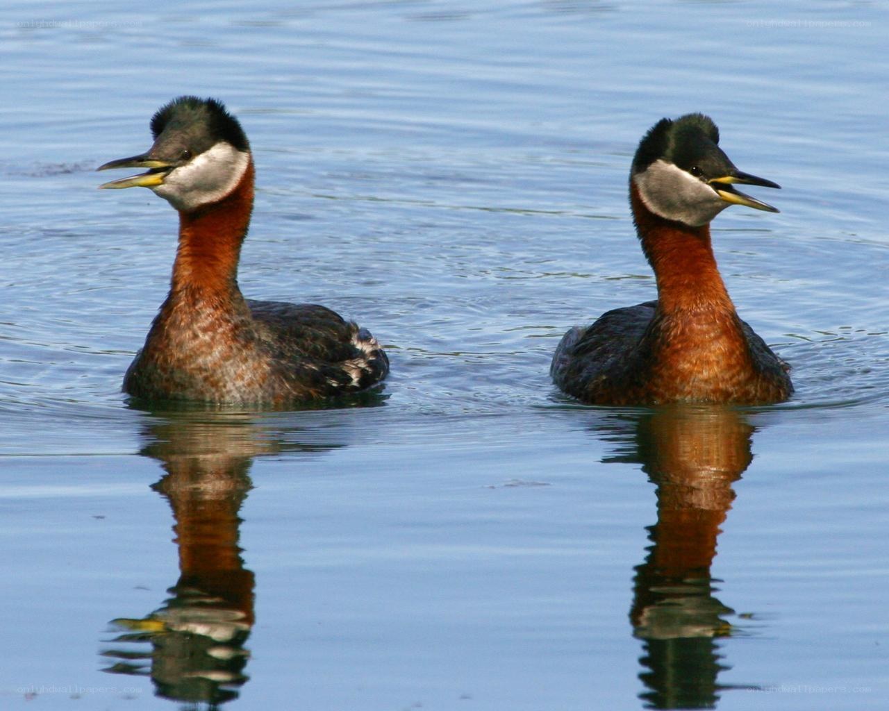 Two grebes on calm water
