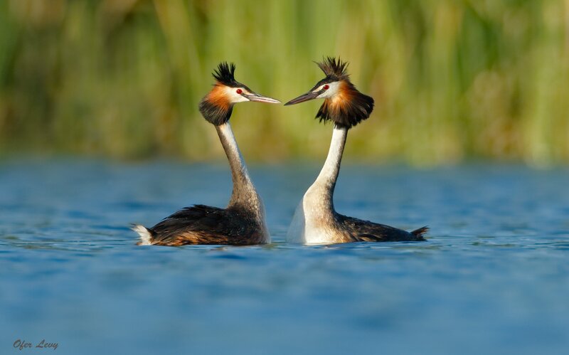 Two Grebes on Water — Blue