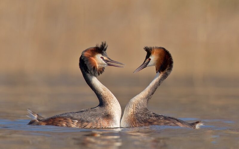 Two Grebes on Water — Brown