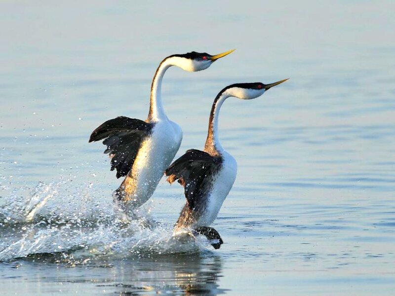 Two grebes on water
