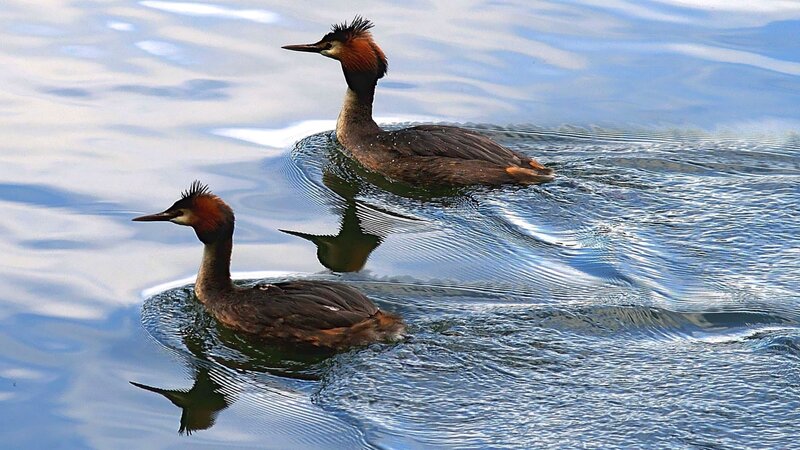 Two grebes swimming on water