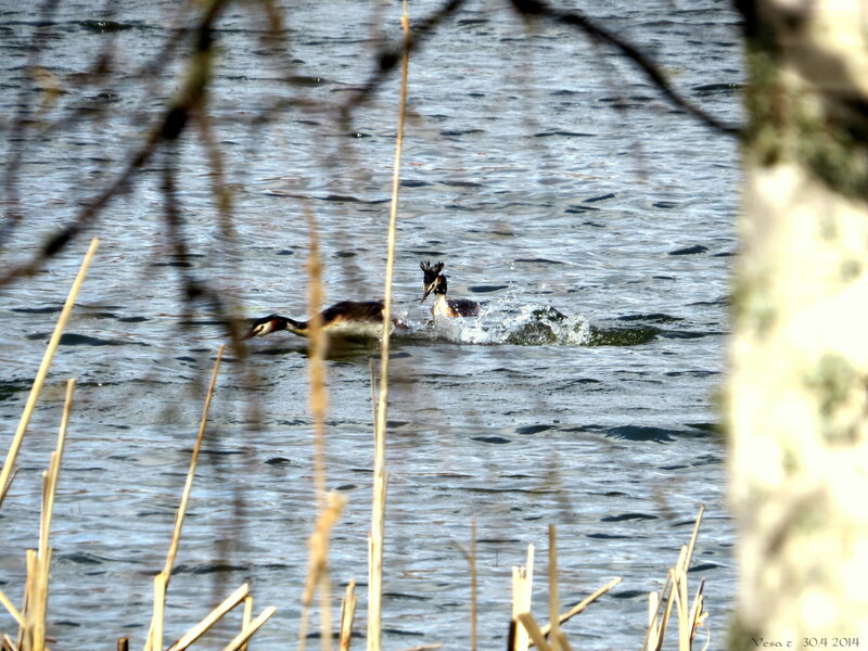 Two Grebes Swimming
