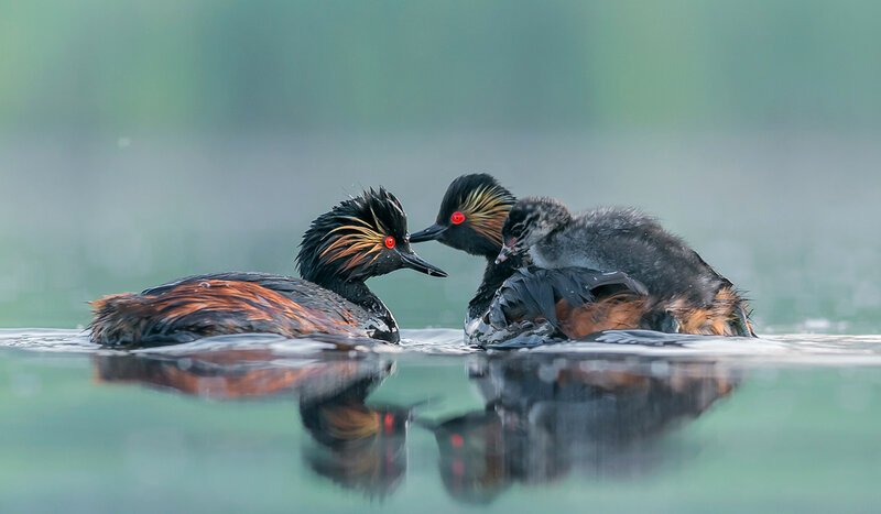 Two Grebes with Chick