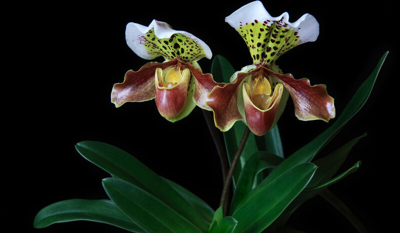 Two Green and Brown Orchids