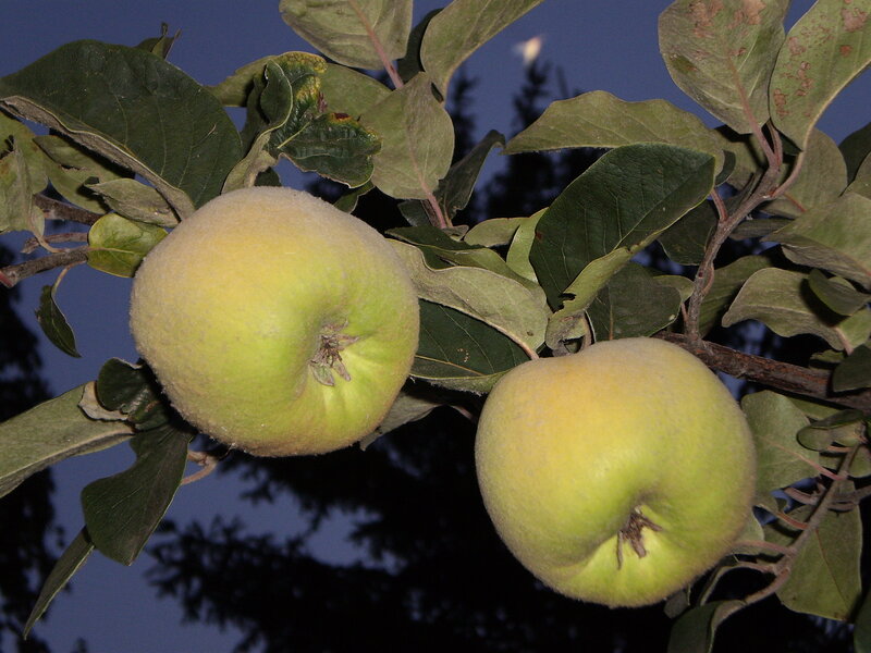 Two Green Apples on Branch