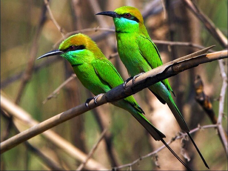 Two Green Bee-eaters — Calm, Afternoon, Photograph, Branch