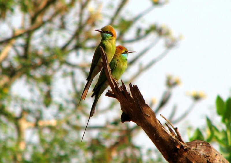 Two Green Bee-eaters — Calm, Afternoon