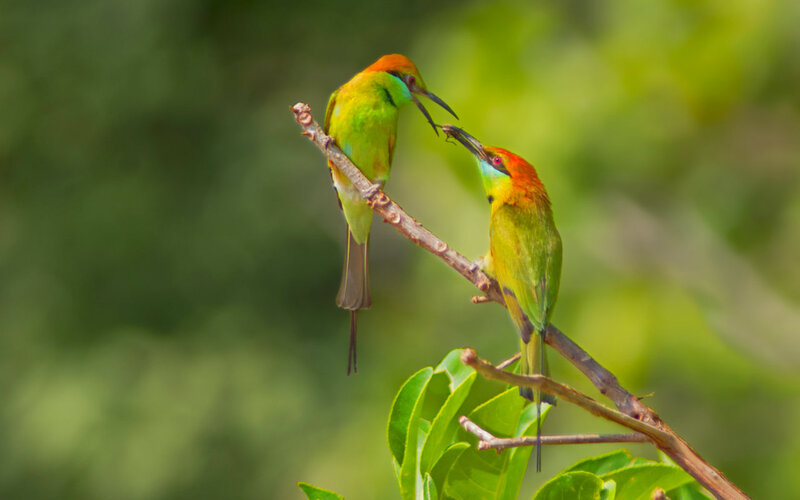 Two Green Bee-eaters — Calm